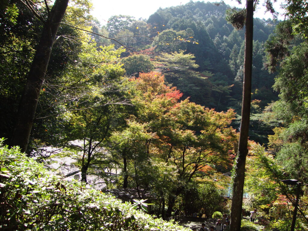 秋の花粉症対策！絶対知るべき3つのポイント